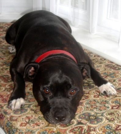 Molly relaxes on the window seat